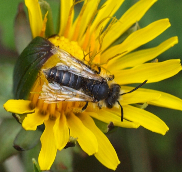 Apidae Halictinae dalla peluria consumata